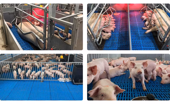 プラスチック製豚装置は農場用の豚パネルをカスタマイズできます